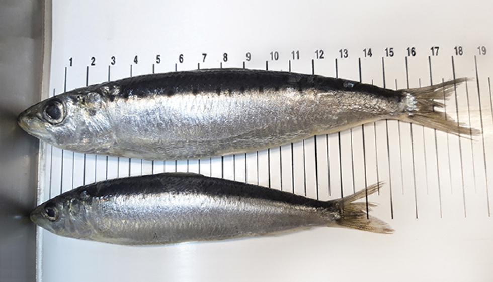 Les sardines et les anchois rétrécissent