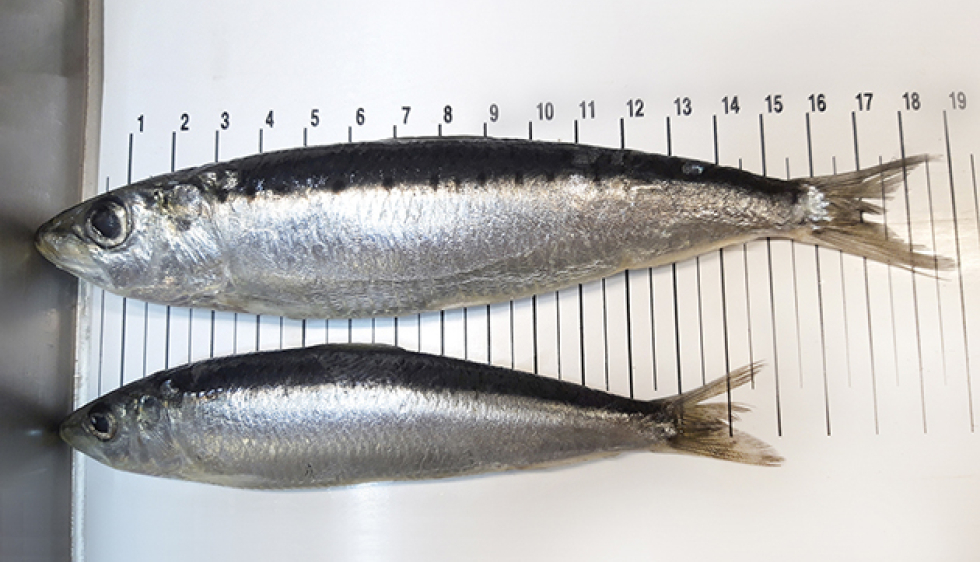 Environnement : mais pourquoi les sardines sont-elles de plus en plus  petites ?