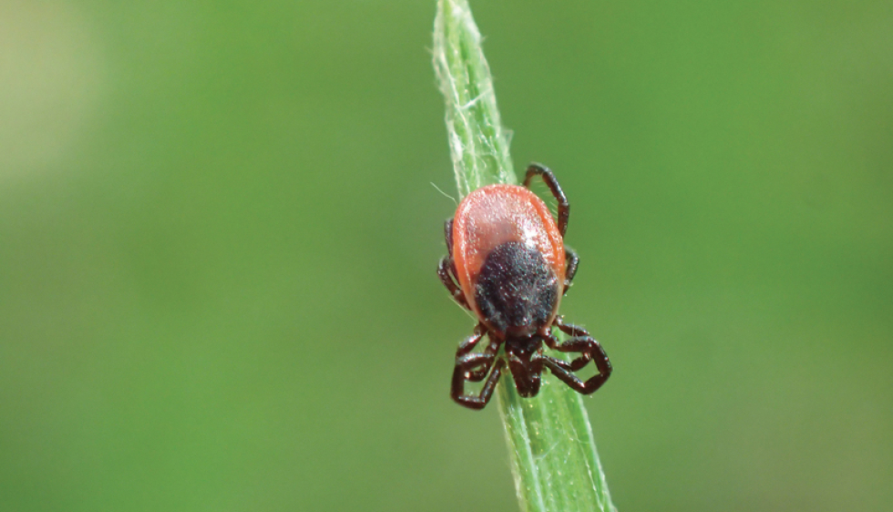 Site officiel Bloq'Insectes - Des solutions pour faire barrage aux insectes