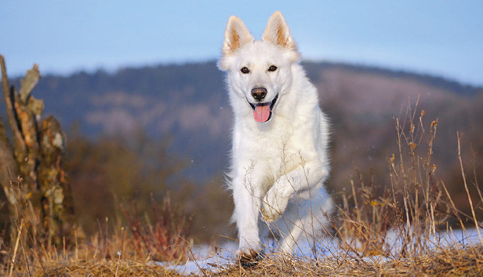 Que dit l'ADN de votre chien