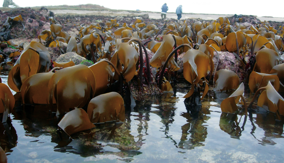 Finistère, le plus grand champ d'algues d'Europe : les promesses du nouvel  or bleu