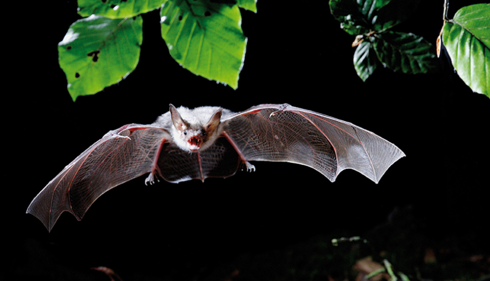 Les chauves-souris et leurs mythes: saurez-vous distinguer le vrai