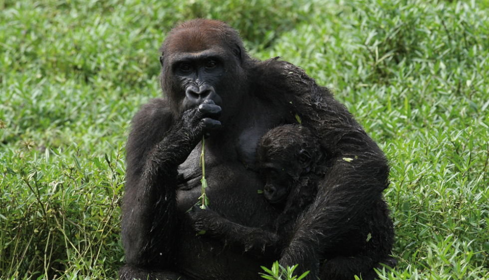 Les grands singes possèdent une mémoire cinématographique - Sciences et  Avenir