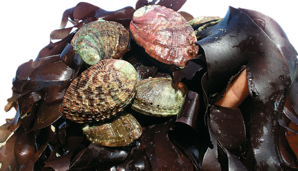 Ormeau coquillage - Préparation des ormeaux