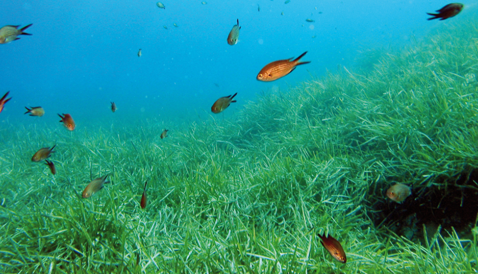 Les herbiers marins menacés