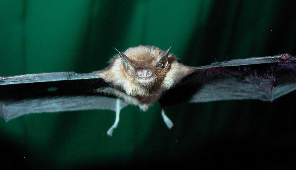 2 Pièces Porte Clef Voiture en Forme de Chauve-Souris, Créatif