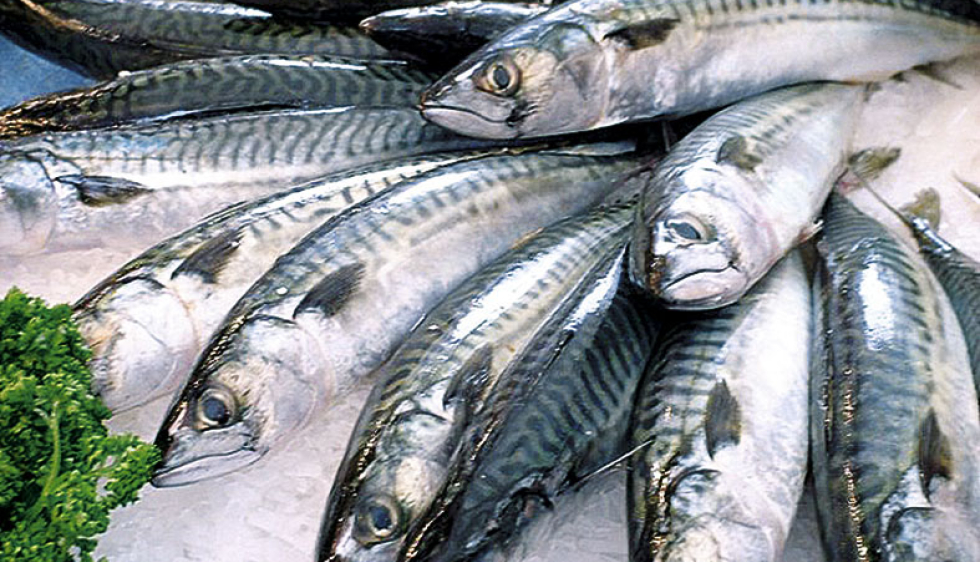 Les aliments pour poissons flottants de sortie élevé la machine de  production alimentaire - Chine Les poissons se nourrissent de la machine,  aliments pour poissons Machine