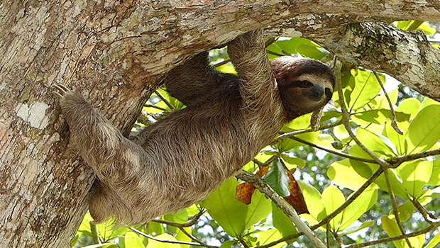 Quel est l animal  le plus lent  Espace des sciences