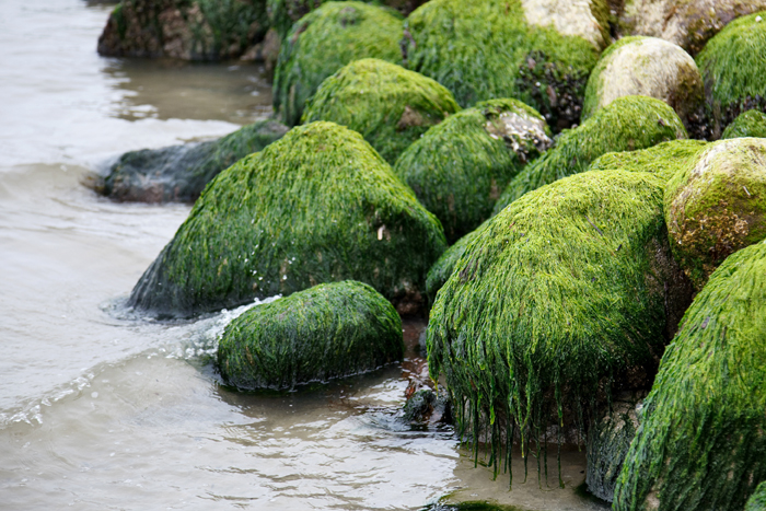 Marées d’algues vertes et santé | Espace des sciences