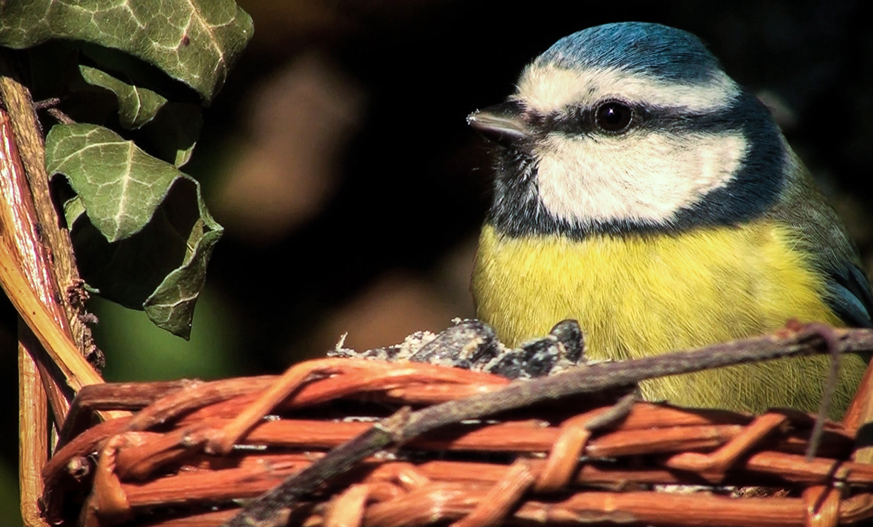Jardin Sauvage, la biodiversité à portée de main | Espace des sciences