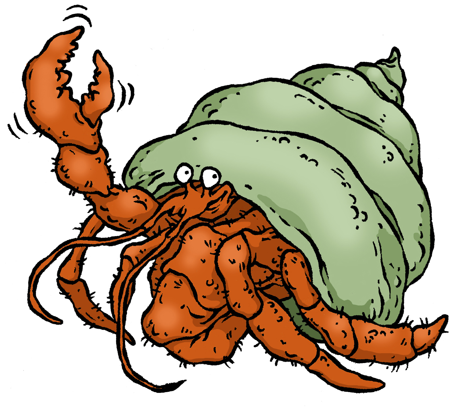 Pourquoi Les Bernard L hermite Ne Trouve Plus De Coquille Schéma Le bernard-l'hermite, voleur de coquille | Espace des sciences