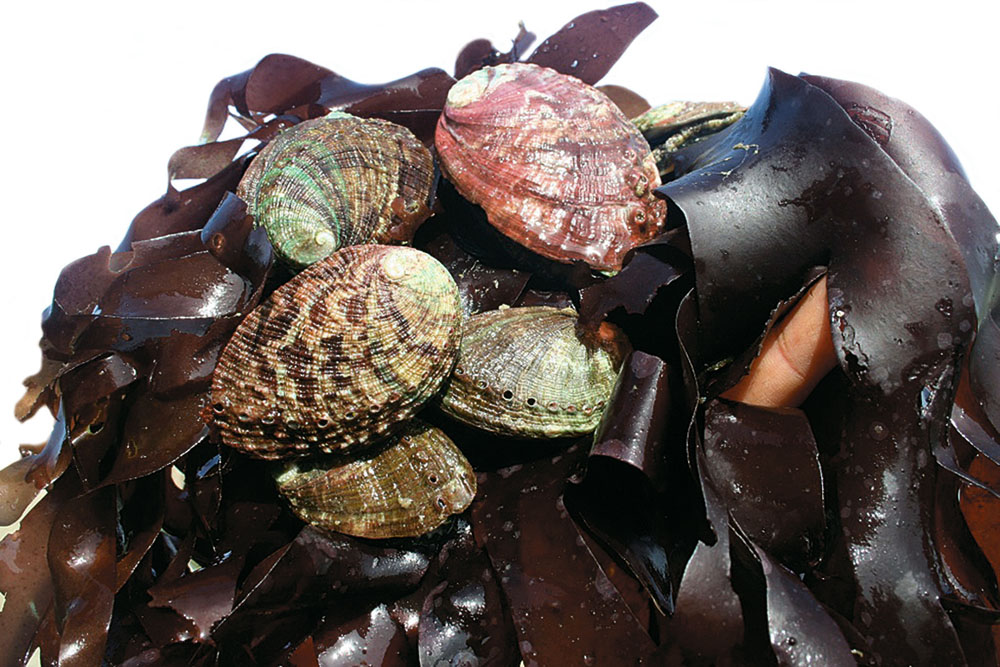 Savez Vous Elever Les Ormeaux Espace Des Sciences