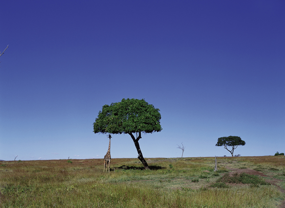 Les Genes Architectes Quelle Evolution Espace Des Sciences