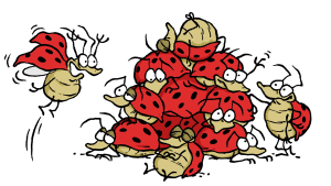 Le Bebe Coccinelle Devore Les Pucerons Espace Des Sciences Le Bebe Coccinelle Devore Les Pucerons Espace Des Sciences