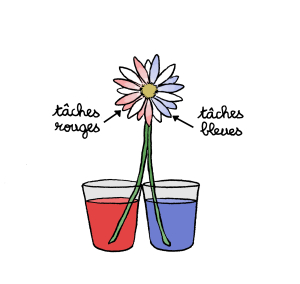 La Fleur Qui Change De Couleur Espace Des Sciences