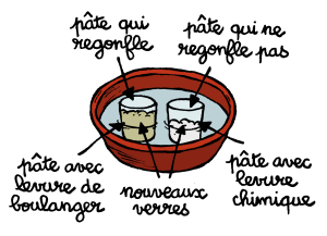 Le Secret De La Pate A Pain Espace Des Sciences